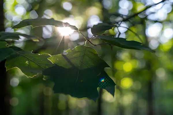 Blatt im Naturwald
